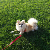 Pomeranyalı, Köpek  Pamuk fotoğrafı