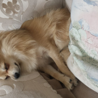 Pomeranyalı, Köpek  Pamuk fotoğrafı