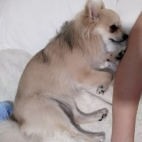 Pomeranyalı, Köpek  Pamuk fotoğrafı