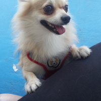 Pomeranyalı, Köpek  Pamuk fotoğrafı