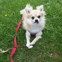 Pomeranyalı, Köpek  Pamuk fotoğrafı
