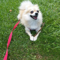 Pomeranyalı, Köpek  Pamuk fotoğrafı