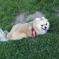 Pomeranyalı, Köpek  Pamuk fotoğrafı