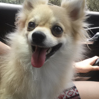 Pomeranyalı, Köpek  Pamuk fotoğrafı