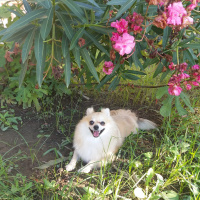 Pomeranyalı, Köpek  Pamuk fotoğrafı