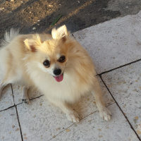 Pomeranyalı, Köpek  Pamuk fotoğrafı