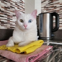 Ankara Kedisi, Kedi  Zilli fotoğrafı
