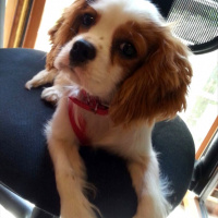 King Charles Spaniel, Köpek  Çilek fotoğrafı