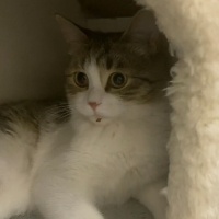 Tekir Kedi, Kedi  Balkız fotoğrafı