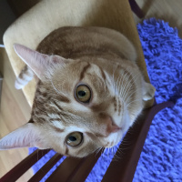Tekir Kedi, Kedi  Deniz fotoğrafı