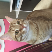 Tekir Kedi, Kedi  Deniz fotoğrafı