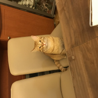 Tekir Kedi, Kedi  Deniz fotoğrafı