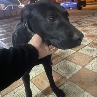 Labrador Retriever, Köpek  Patron fotoğrafı