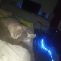 Tekir Kedi, Kedi  Prenses fotoğrafı