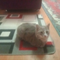 Tekir Kedi, Kedi  Prenses fotoğrafı