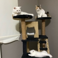 Exotic Shorthair, Kedi  Gucci fotoğrafı