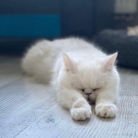 Exotic Shorthair, Kedi  Siri fotoğrafı