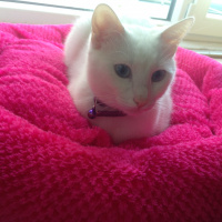 Ankara Kedisi, Kedi  pamuk fotoğrafı