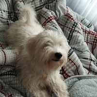 Maltese, Köpek  Balim fotoğrafı