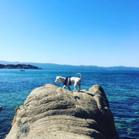 Jack Russell Terrier, Köpek  Maylo fotoğrafı