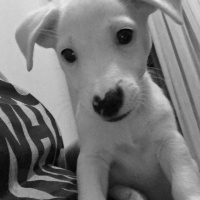 Jack Russell Terrier, Köpek  Maylo fotoğrafı