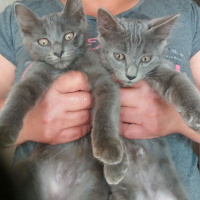 Tekir Kedi, Kedi  Belirtilmedi fotoğrafı