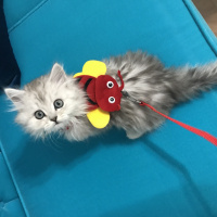 Chinchilla, Kedi  BULUT fotoğrafı