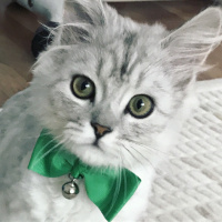Chinchilla, Kedi  BULUT fotoğrafı