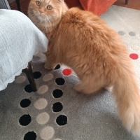 Sarman, Kedi  Köpük fotoğrafı