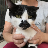Tekir Kedi, Kedi  puf puf fotoğrafı
