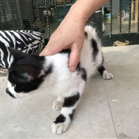 Tekir Kedi, Kedi  puf puf fotoğrafı