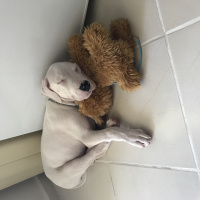 Dogo Arjantin, Köpek  Maya  fotoğrafı