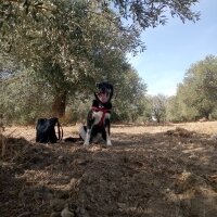 Border Collie, Köpek  Karam fotoğrafı