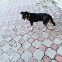 Cane Corso Italiano, Köpek  Hera fotoğrafı