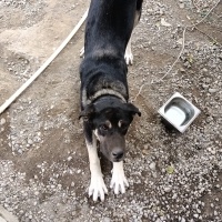 Cane Corso Italiano, Köpek  Hera fotoğrafı