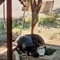 Cane Corso Italiano, Köpek  Hera fotoğrafı