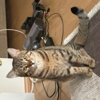 Tekir Kedi, Kedi  Susam fotoğrafı
