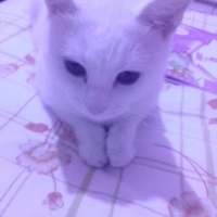 Tekir Kedi, Kedi  Pamuk fotoğrafı