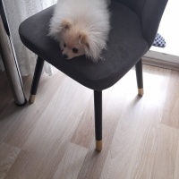 Pomeranyalı, Köpek  sütlaç fotoğrafı