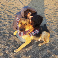 Alman Çoban Köpeği, Köpek  Riley fotoğrafı
