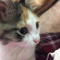 Tekir Kedi, Kedi  Afitab fotoğrafı