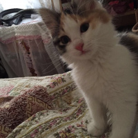 Tekir Kedi, Kedi  Afitab fotoğrafı