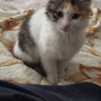 Tekir Kedi, Kedi  Afitab fotoğrafı
