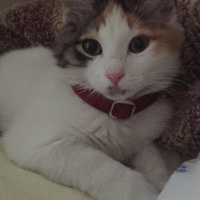 Tekir Kedi, Kedi  Afitab fotoğrafı
