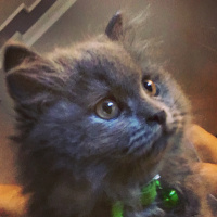 Chinchilla, Kedi  gofret fotoğrafı