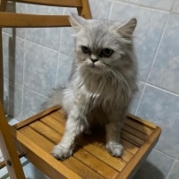 Chinchilla, Kedi  Mırmır fotoğrafı