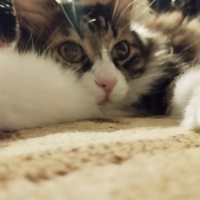 Tekir Kedi, Kedi  Prenses fotoğrafı
