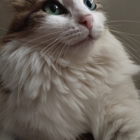 Tekir Kedi, Kedi  Prenses fotoğrafı