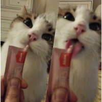 Tekir Kedi, Kedi  Prenses fotoğrafı
