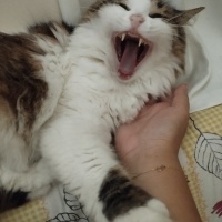 Tekir Kedi, Kedi  Prenses fotoğrafı